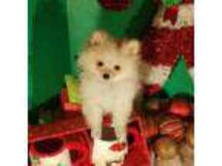 Pomeranian Puppy for sale in Spanaway, WA, USA