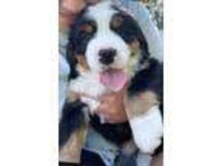 Bernese Mountain Dog Puppy for sale in Coatesville, PA, USA