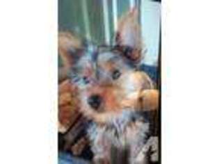 Yorkshire Terrier Puppy for sale in SUTTER, CA, USA