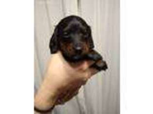 Dachshund Puppy for sale in Piffard, NY, USA