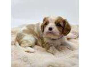 Cavalier King Charles Spaniel Puppy for sale in Pasadena, CA, USA