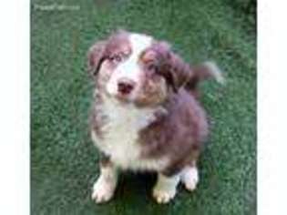 Miniature Australian Shepherd Puppy for sale in Sandwich, MA, USA