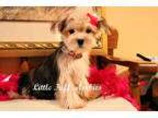 Yorkshire Terrier Puppy for sale in Milton, WV, USA