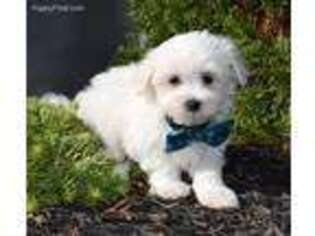 Maltese Puppy for sale in Millersburg, IN, USA