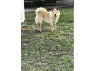 Chow Chow Puppy for sale in Denham Springs, LA, USA
