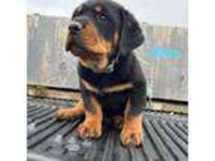 Rottweiler Puppy for sale in Pasadena, MD, USA
