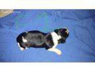 English Springer Spaniel Puppy for sale in Parkers Prairie, MN, USA
