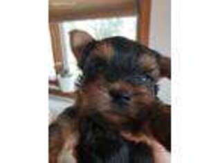 Yorkshire Terrier Puppy for sale in Alexandria, SD, USA