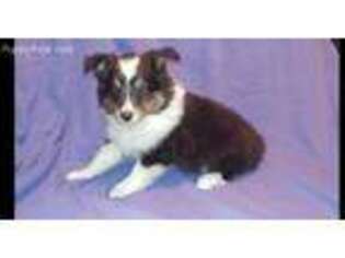 Shetland Sheepdog Puppy for sale in Philomath, OR, USA
