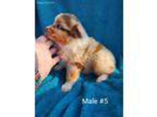 Australian Shepherd Puppy for sale in Wister, OK, USA