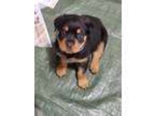 Rottweiler Puppy for sale in Rosendale, WI, USA