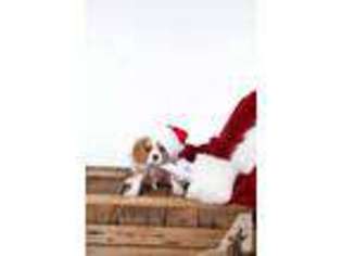 Cavalier King Charles Spaniel Puppy for sale in VIRGINIA BEACH, VA, USA