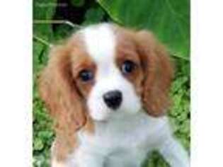 Cavalier King Charles Spaniel Puppy for sale in Ashville, AL, USA
