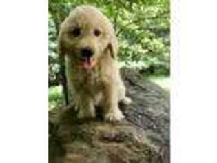 Goldendoodle Puppy for sale in Stuart, VA, USA