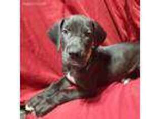 Great Dane Puppy for sale in Tampa, FL, USA