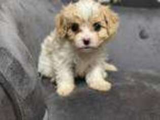 Cavachon Puppy for sale in Lebanon, PA, USA