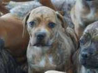 Boerboel Puppy for sale in Albuquerque, NM, USA