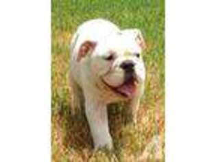 Bulldog Puppy for sale in NORTH LAS VEGAS, NV, USA