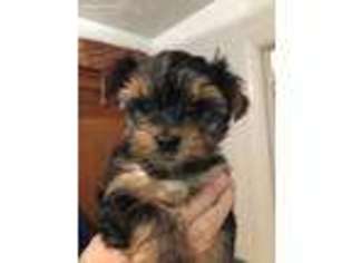 Yorkshire Terrier Puppy for sale in Sandston, VA, USA