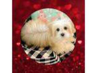 Maltese Puppy for sale in Watertown, TN, USA