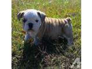 Bulldog Puppy for sale in GREENBELT, MD, USA