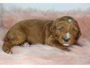 Irish Setter Puppy for sale in Albany, LA, USA