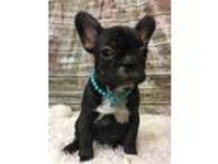 French Bulldog Puppy for sale in Hancock, MD, USA