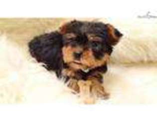 Yorkshire Terrier Puppy for sale in San Diego, CA, USA