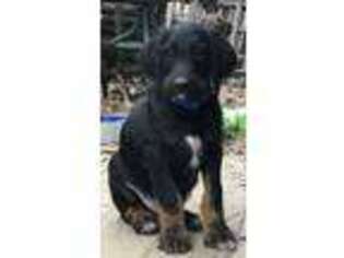 Mutt Puppy for sale in Epworth, IA, USA