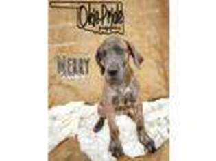 Great Dane Puppy for sale in Beggs, OK, USA