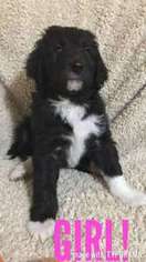 Mutt Puppy for sale in Lowell, IN, USA