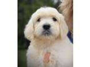 Goldendoodle Puppy for sale in Albion, IN, USA