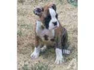 Boxer Puppy for sale in SPOKANE, WA, USA