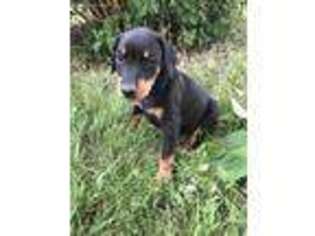 Doberman Pinscher Puppy for sale in Grand Junction, CO, USA