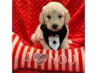 Goldendoodle Puppy for sale in Ontario, CA, USA