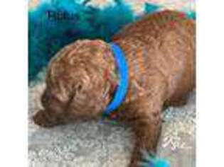 Mutt Puppy for sale in Miami, FL, USA