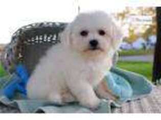 Bichon Frise Puppy for sale in Fort Wayne, IN, USA