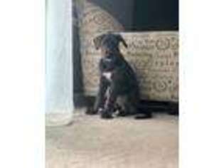 Irish Wolfhound Puppy for sale in Elk River, MN, USA