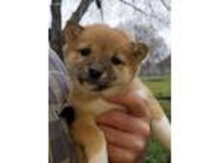 Shiba Inu Puppy for sale in Applegate, OR, USA