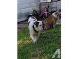 Olde English Bulldogge Puppy for sale in GALVESTON, TX, USA