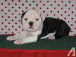 Olde English Bulldogge Puppy for sale in OMAHA, AR, USA