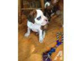 Boxer Puppy for sale in HARTLAND, WI, USA