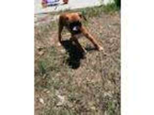 Boxer Puppy for sale in Brooksville, FL, USA