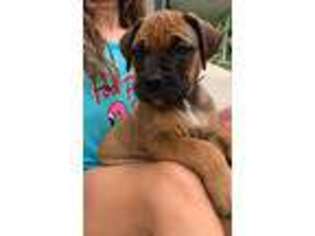 Bullmastiff Puppy for sale in Kenton, OH, USA