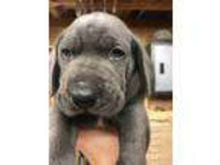 Weimaraner Puppy for sale in Hattiesburg, MS, USA