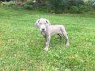 Great Dane Puppy for sale in Bettendorf, IA, USA