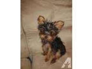 Yorkshire Terrier Puppy for sale in WEST UNION, IL, USA
