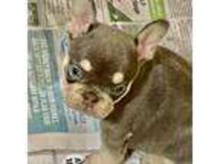 French Bulldog Puppy for sale in Fremont, CA, USA