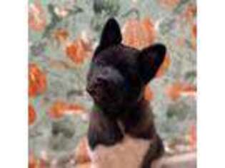 Akita Puppy for sale in Kent, WA, USA