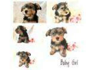 Yorkshire Terrier Puppy for sale in Apex, NC, USA